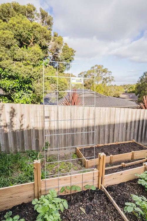 Free-Standing Mesh Trellis for Vining Veggies