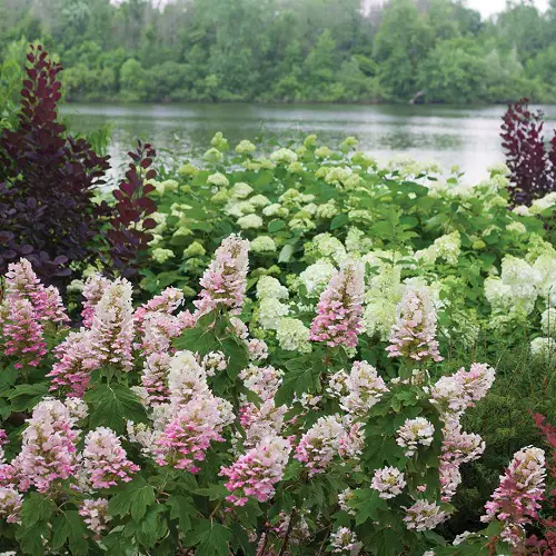 Beautiful Varieties of Oakleaf Hydrangea 6