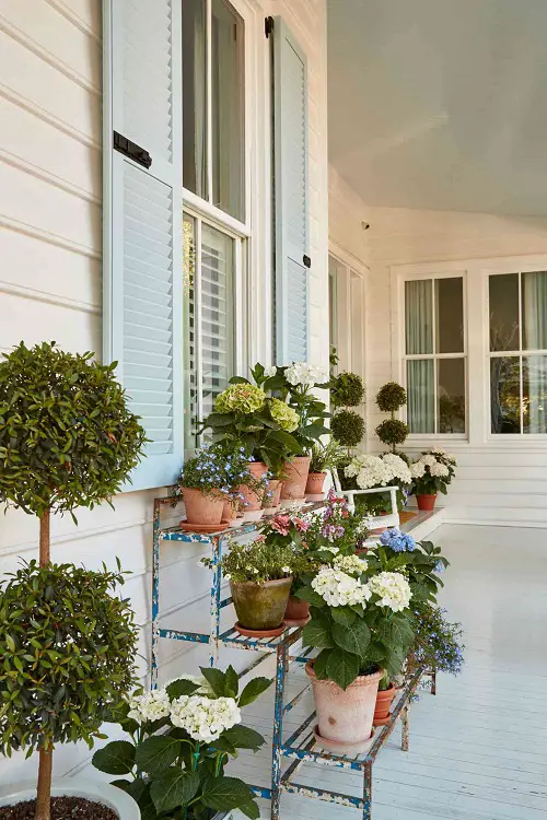 different Ways to Grow Hydrangeas in pots on table