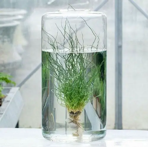 Dwarf Spikerush in Water Centerpiece