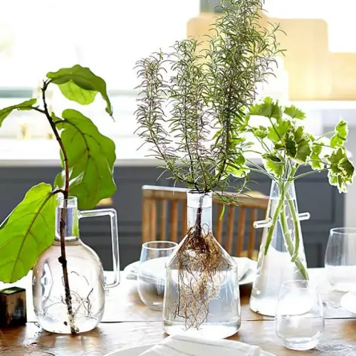 rosemary trio in water jars 