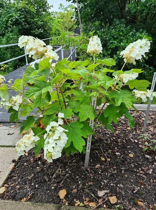 Gorgeous Varieties of Oakleaf Hydrangeas 7