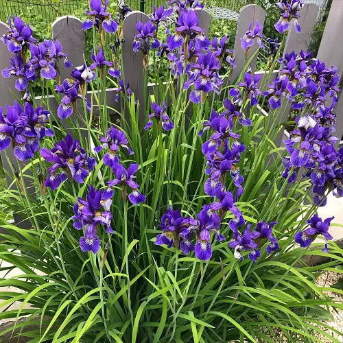 Blooms that Reappear Every Year 4