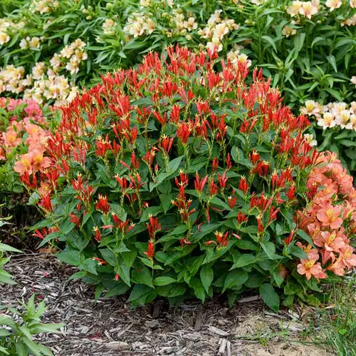 For Shade, Perennials That Bloom Throughout Summer 7