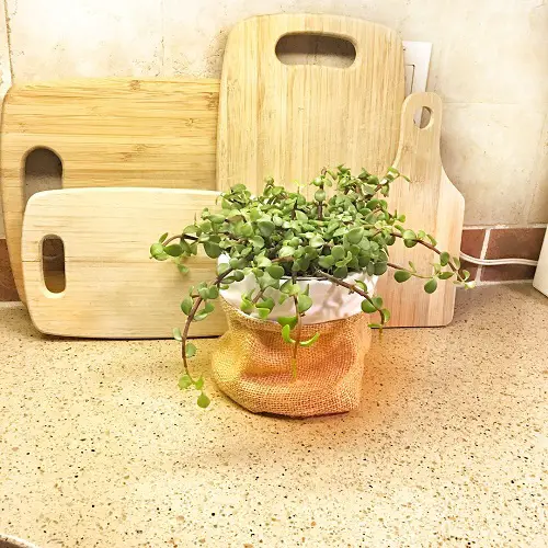 Tabletop Jade Plant in Burlap