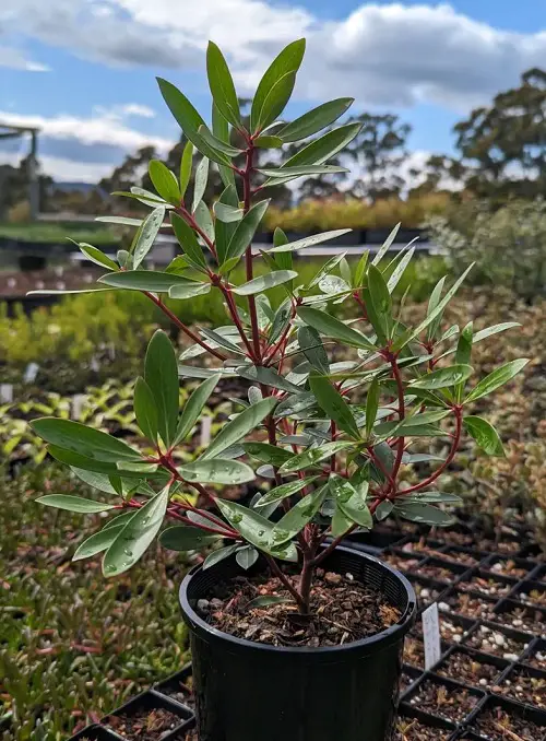 red stem plants in black pot