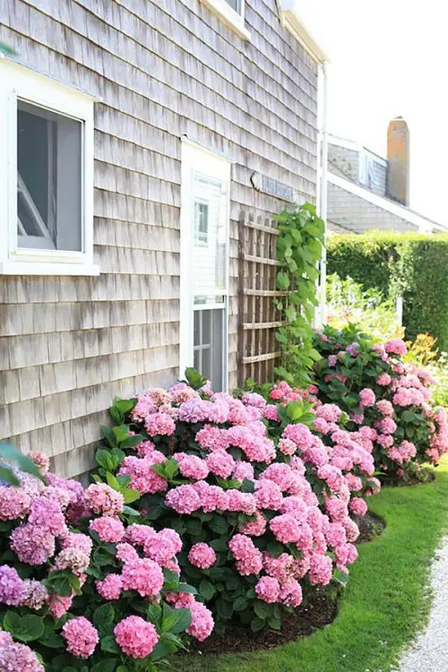 different Ways to Grow Hydrangeas in corners 
