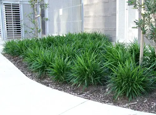 Flax Lily Landscaping Ideas 18