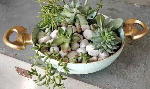 Serving Succulents in a Dish