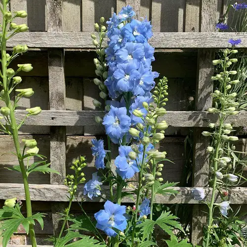 Blue Flower Names & Images near fence