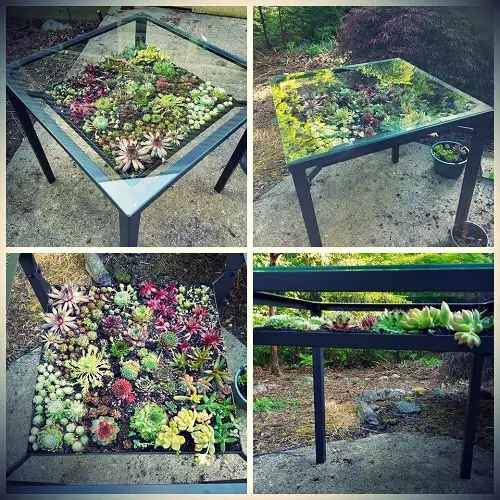 Succulents Under the Glass