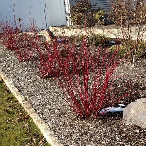 Minimal Red Twig Garden Bed