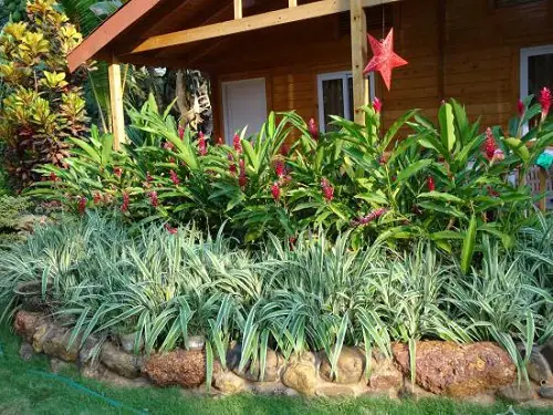 Flowering Ginger and Falx Lily