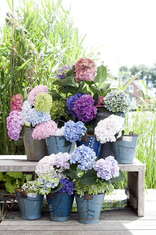 different Ways to Grow Hydrangeas in garden pot 
