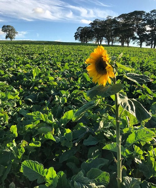 kale is best companion plant of sunflower