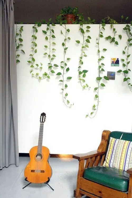 Spread out Vines for a Chill Space