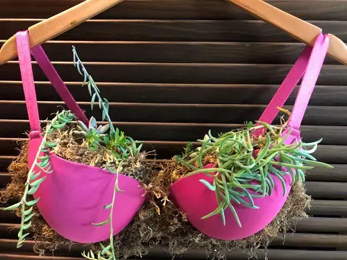 Pink Bra with Trailing Plants
