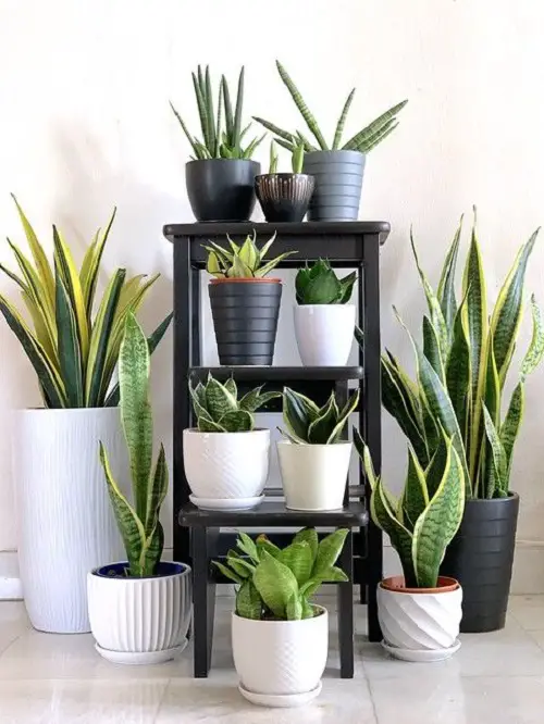 Tips to Keep Snake Plants Healthy