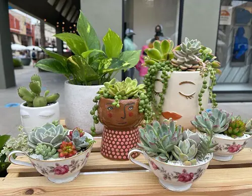 Succulents Planted in Combining Teacups with Modern Vases