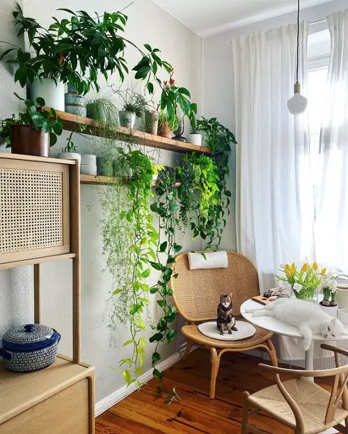 Shelf Garden Full of Vines