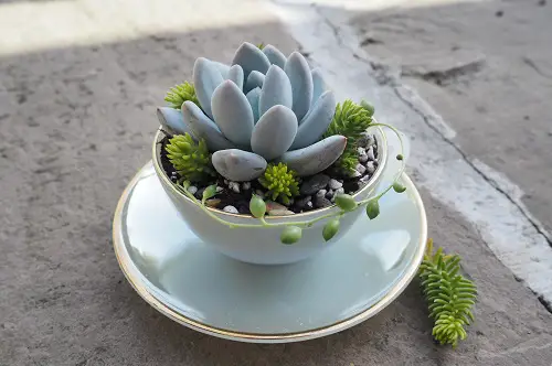 Fantastic Ideas on Succulents Planted in Echeveria in a Teacup