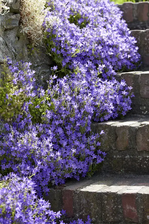 Perennials for Shade That Bloom all Summer 6