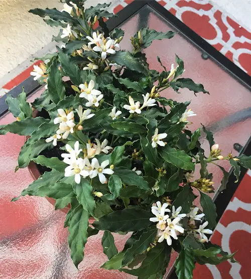 African Gardenia Care 2