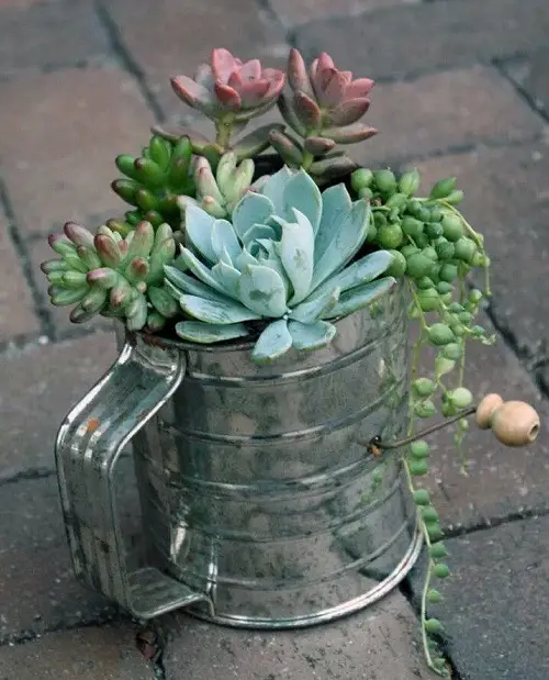 easy Succulents Planted in Kitchen Tin Jug Succulent Container Garden