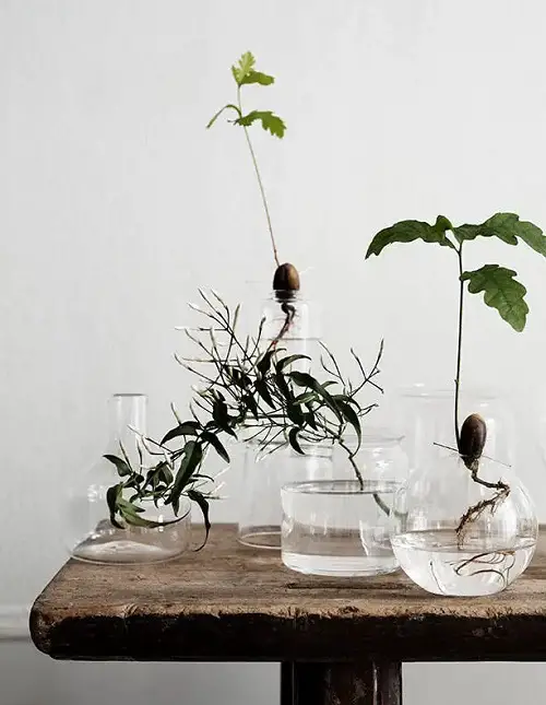 white oaks in water jar 