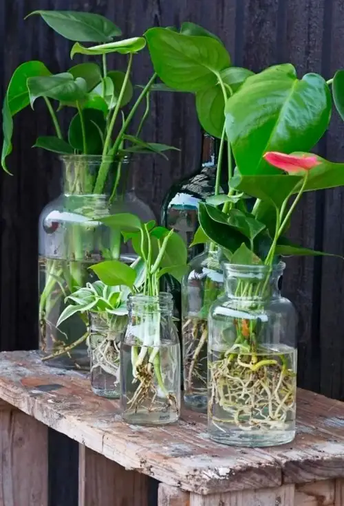 Plant in Water on Shelf Collection