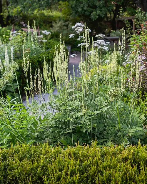 The summer season Blooming Perennials for Shade 7