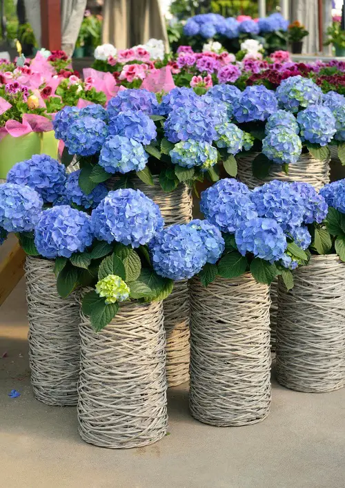 different Ways to Grow Hydrangeas in thin pot 