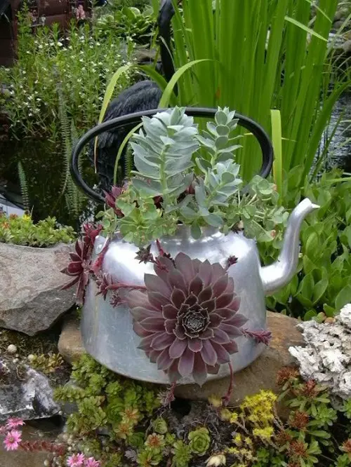 Unique Succulents Planted in Metal Teapot Planter
