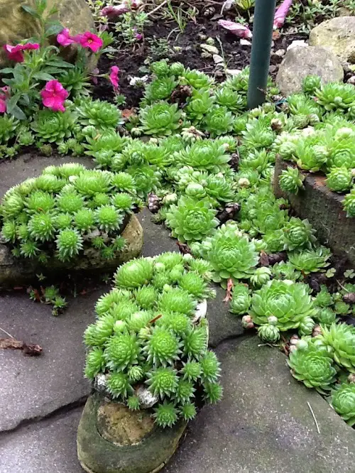 Common Houseleeks on Boulders in pathway