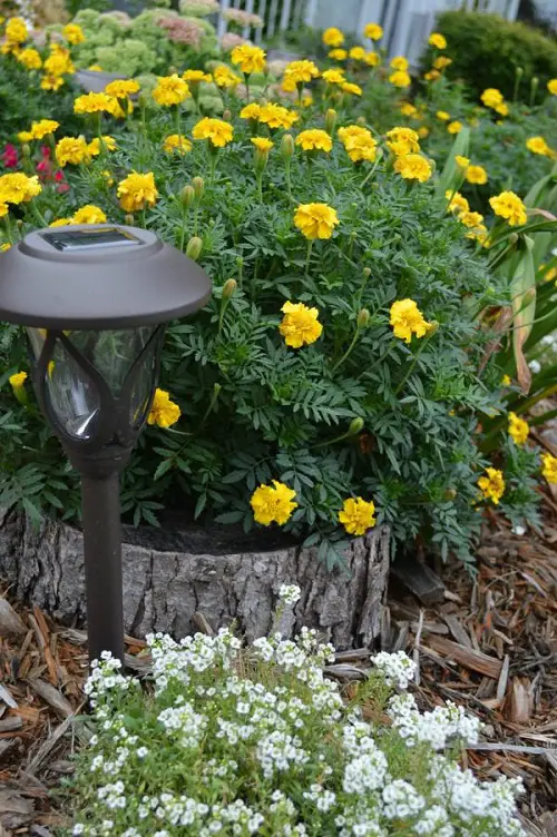 blooms Garden Ideas 26