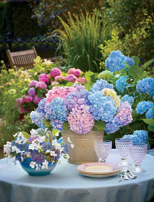 Ways to Grow Hydrangeas on table top