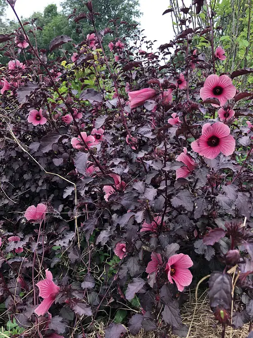 Red-leafed plant varieties 2