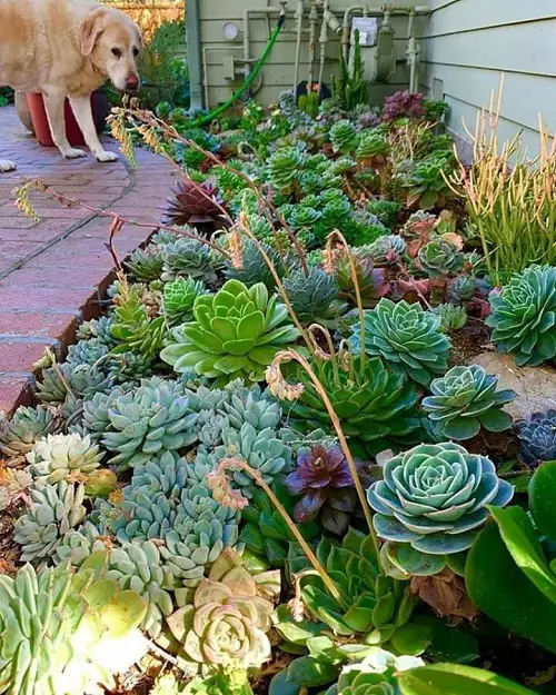 Rows of Rosettes