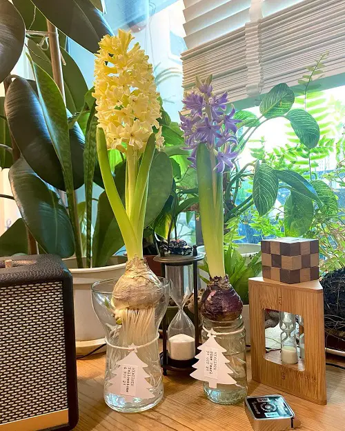 Blue Hyacinth Plants in Water