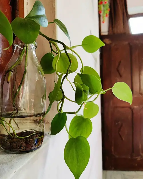 Devil's Ivy on the Windowsill