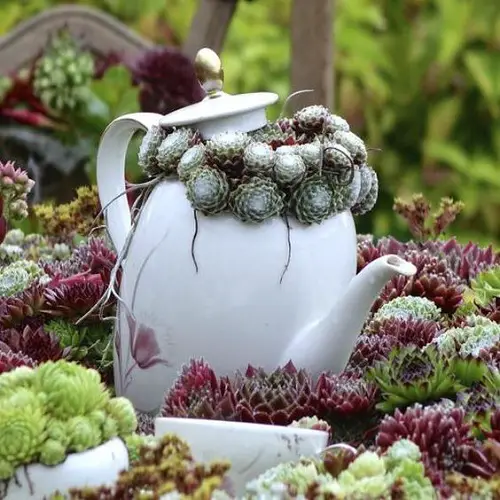 easy Succulents Planted in Teapot with Rosette Succulents