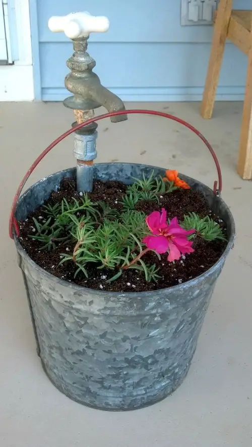 easy Succulents Planted in Upcycled Bucket and Tap