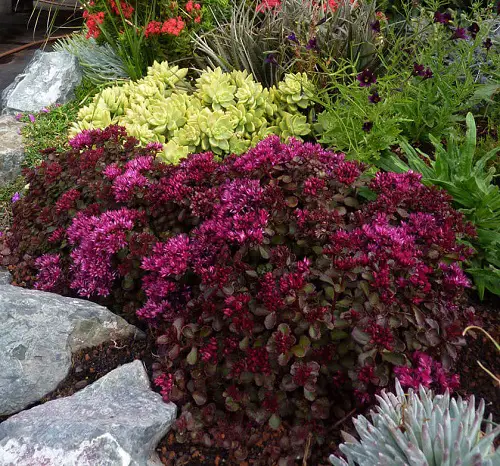 Perennial Flowers that flower All Summer 