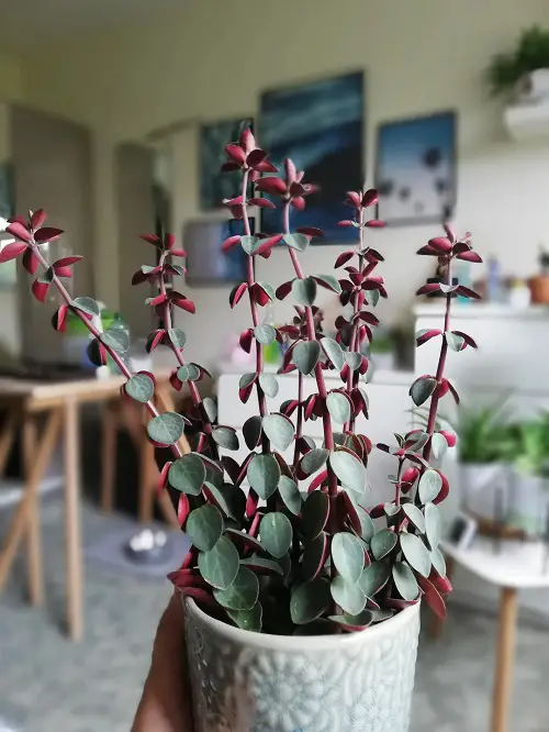 plants with red stem indoor pot