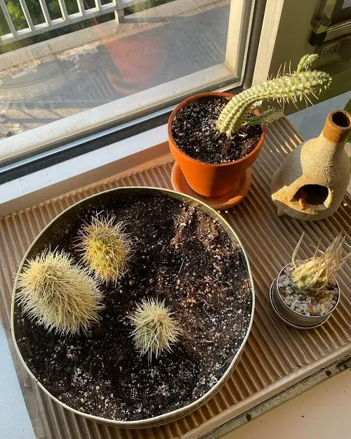 Jumping Cholla Growth Requirements