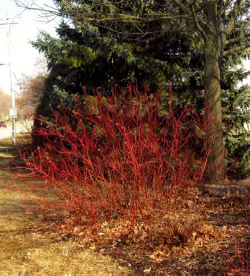 Red Twig Dogwood in the Garden