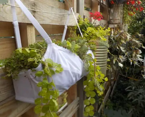 Unique Bra Garden Ideas 3