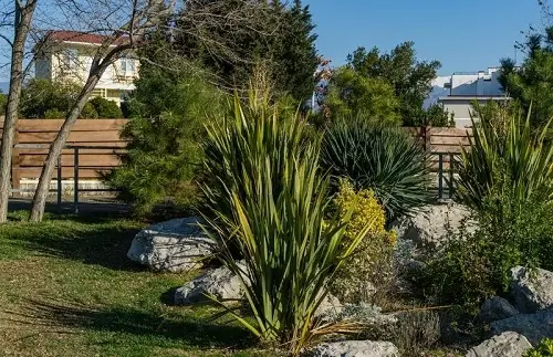 Boulders with Lilies