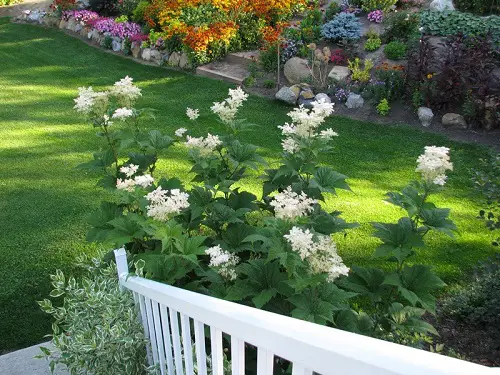 For Shade, Perennials That Bloom Throughout Summer