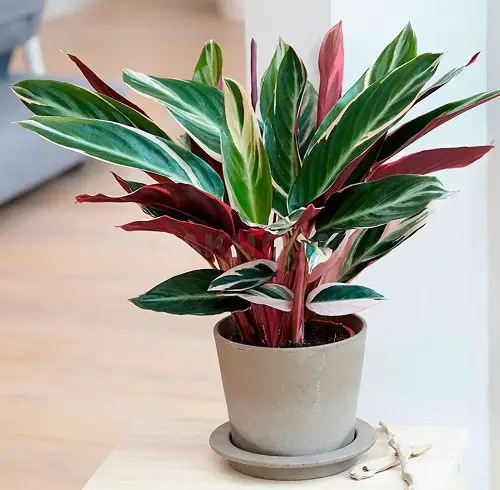red stem plants 
